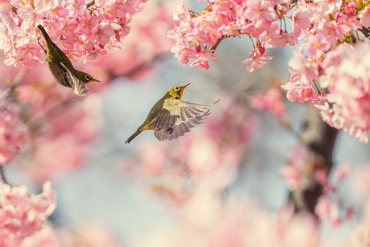 bird, cherry blossoms, pink flower